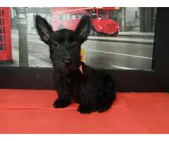 9 weeks old Scottish terriers ready to go now - 5