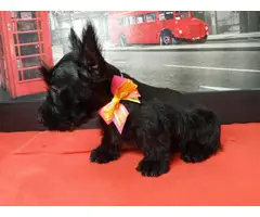 9 weeks old Scottish terriers ready to go now - 6