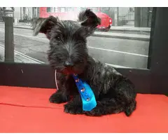 9 weeks old Scottish terriers ready to go now - 7