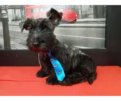 9 weeks old Scottish terriers ready to go now - 8