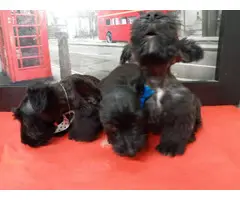 9 weeks old Scottish terriers ready to go now - 10