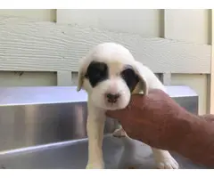 6 Purebred English Setter Puppies Available - 7
