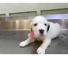 6 Purebred English Setter Puppies Available - 9