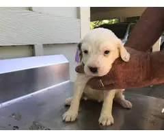 6 Purebred English Setter Puppies Available - 11