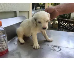 6 Purebred English Setter Puppies Available - 12