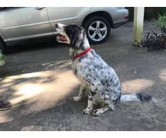 6 Purebred English Setter Puppies Available - 14