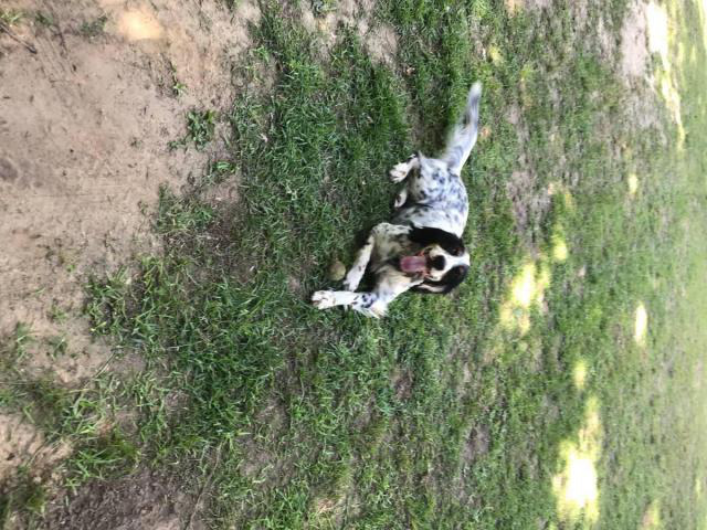 English Setter Puppies For Sale In Nc English Bulldog