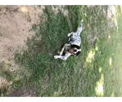 6 Purebred English Setter Puppies Available - 15