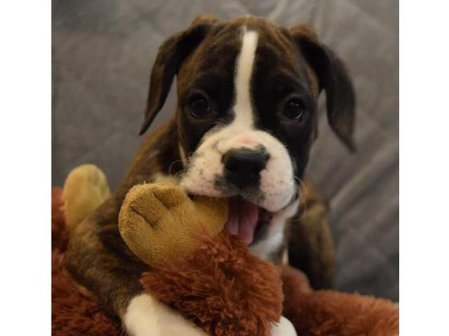 Cute Boxer Puppy for sale 550 in Wright, Minnesota