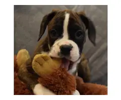 Cute Boxer Puppy for sale $550