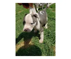 6 weeks old Pit bull puppies for sale - 1