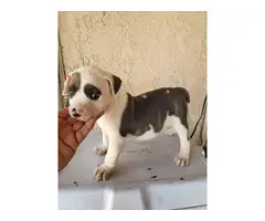 6 weeks old Pit bull puppies for sale - 3