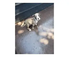 6 weeks old Pit bull puppies for sale - 4