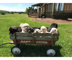 7 lab puppies left - 2