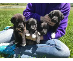 7 lab puppies left - 4