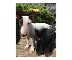 Mini Family bred english bull terrier puppy