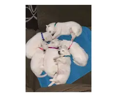 3 males and 2 females Husky Puppies in Snow White