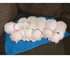 3 males and 2 females Husky Puppies in Snow White - 6