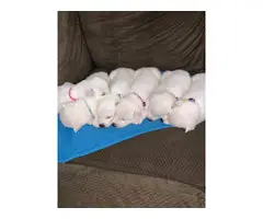 3 males and 2 females Husky Puppies in Snow White - 7