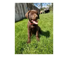 Need to rehome one female chocolate lab puppy left - 1