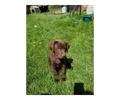Need to rehome one female chocolate lab puppy left - 2