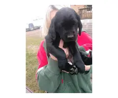 Three Labradane puppies  looking for a new family