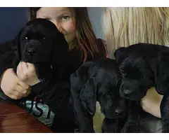 Three Labradane puppies  looking for a new family - 2