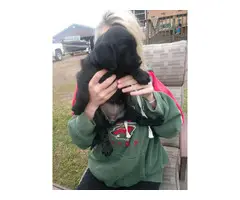 Three Labradane puppies  looking for a new family - 3