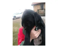 Three Labradane puppies  looking for a new family - 4