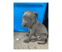 Full-blooded blue nose pit puppies - 2