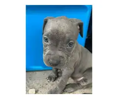 Full-blooded blue nose pit puppies - 3
