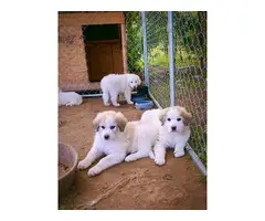 5 Sweet Great Pyrenees Puppies ready for new home