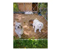 5 Sweet Great Pyrenees Puppies ready for new home - 3