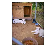 5 Sweet Great Pyrenees Puppies ready for new home - 4