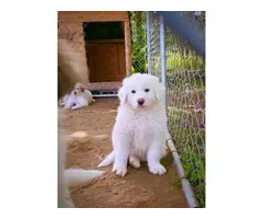 5 Sweet Great Pyrenees Puppies ready for new home - 5