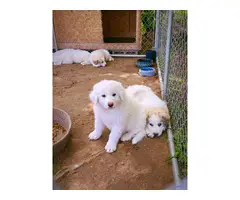 5 Sweet Great Pyrenees Puppies ready for new home - 6