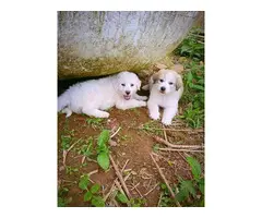 5 Sweet Great Pyrenees Puppies ready for new home - 7