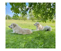 5 Sweet Great Pyrenees Puppies ready for new home - 10