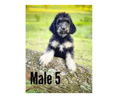 5 males 1 female Goldendoodle puppies - 2