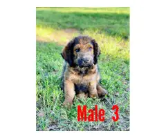 5 males 1 female Goldendoodle puppies - 4