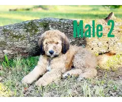 5 males 1 female Goldendoodle puppies - 6