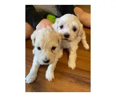 7 weeks old Havapoo puppies  for sale - 2