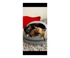 Gorgeous Chihuahua puppies - 1