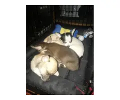 Three male chihuahua puppies - 7