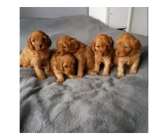 Sweet Beautiful Boys and girls cavapoo puppies available.