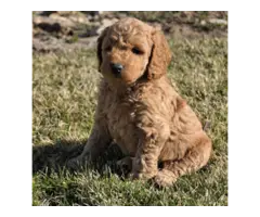 Sweet Beautiful Boys and girls cavapoo puppies available. - 2