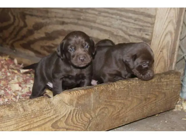 Black, Yellow, and Chocolate Lab Puppies - 5/5