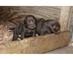 Black, Yellow, and Chocolate Lab Puppies - 5