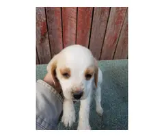 One Beagle puppy left - 1
