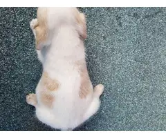 One Beagle puppy left - 3